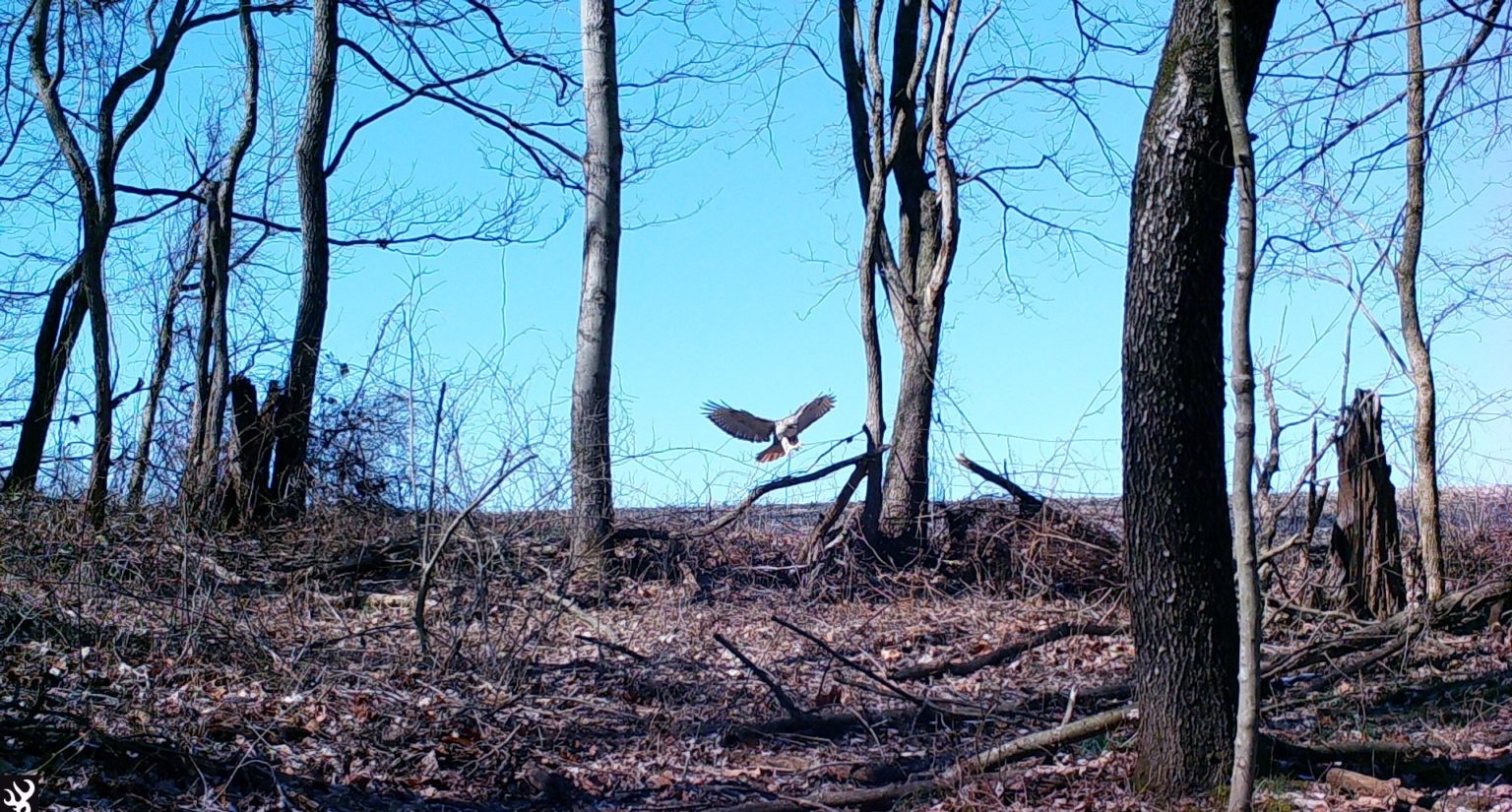 Red-tailed hawk flies toward a fence
