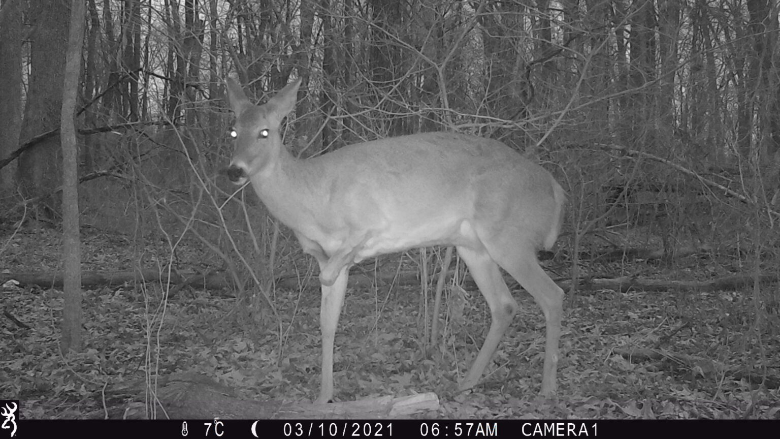 A three legged deer in the woods at night