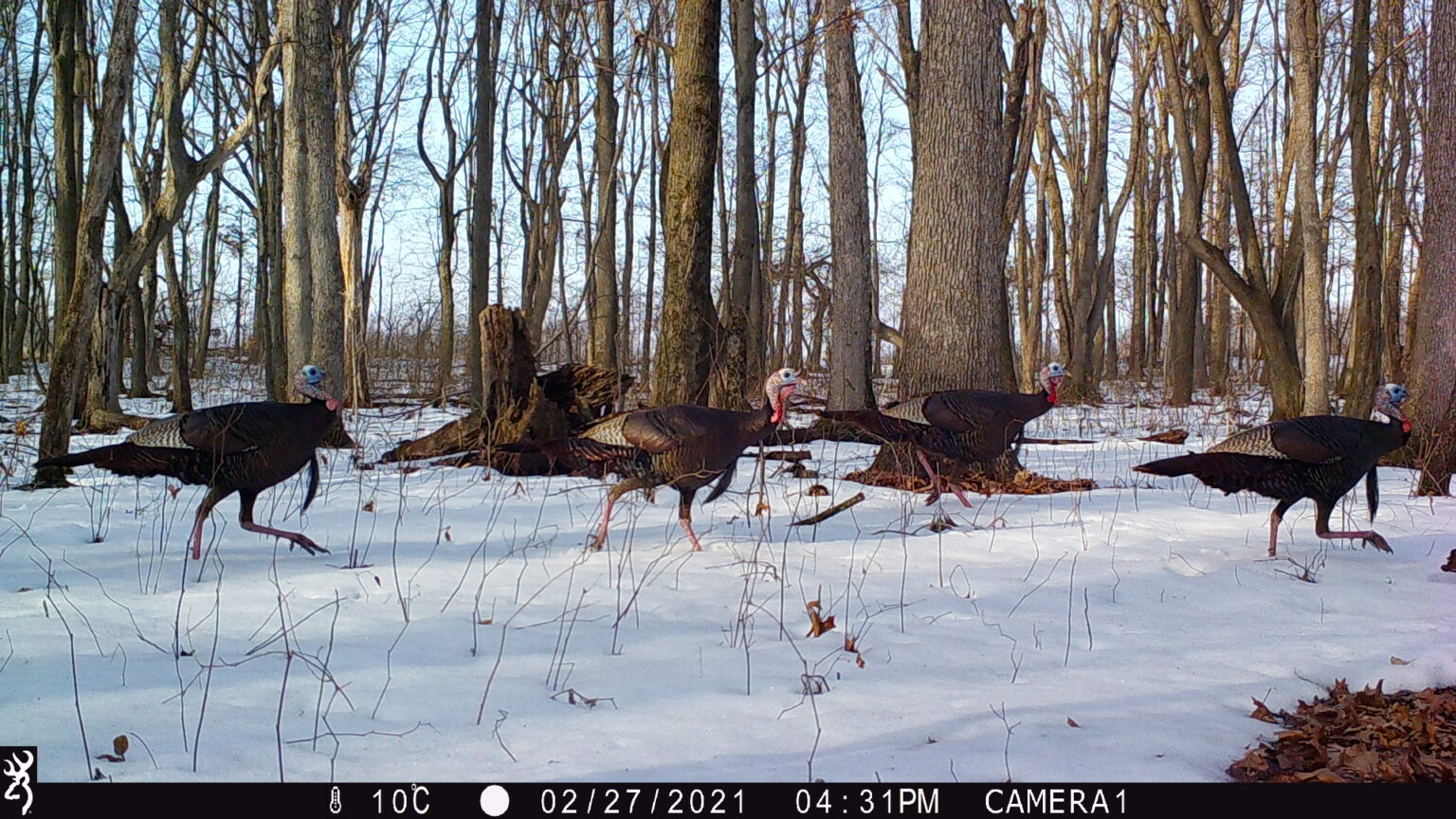 Turkeys passing through the forest