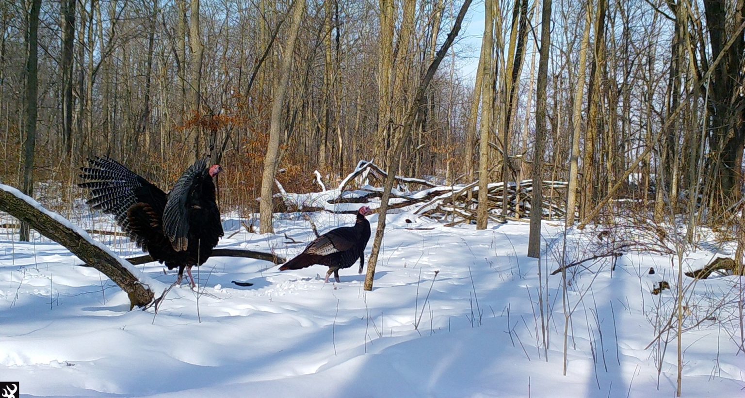 Turkeys walk through a snowy forest