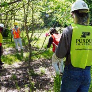 Purdue researchers plant new trees