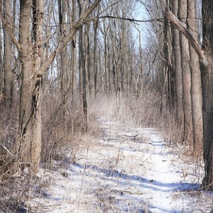 A snowy treelined path in the woods