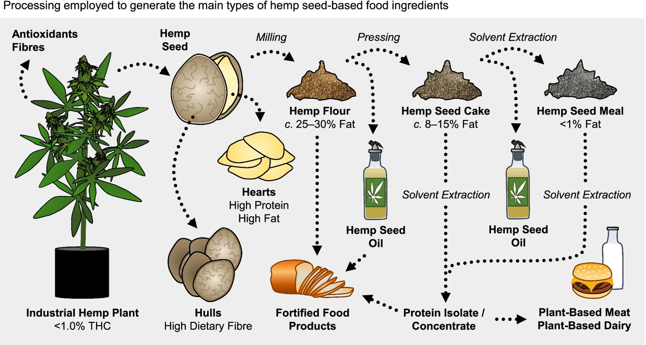 Processing employed to generate the main types of hemp seed-based food ingredients