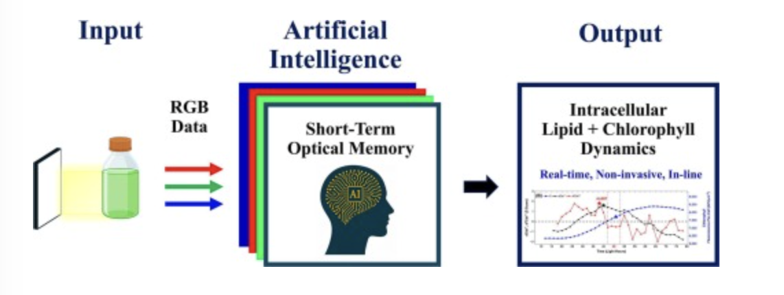 graphic showing input of rgb data into ai monitored optical sensors to produce output of intracellular lipid and chlorphyll dynamics in microalgae