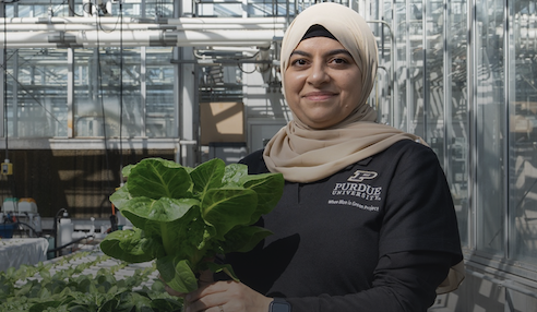 person holding lettuce in greenhouse