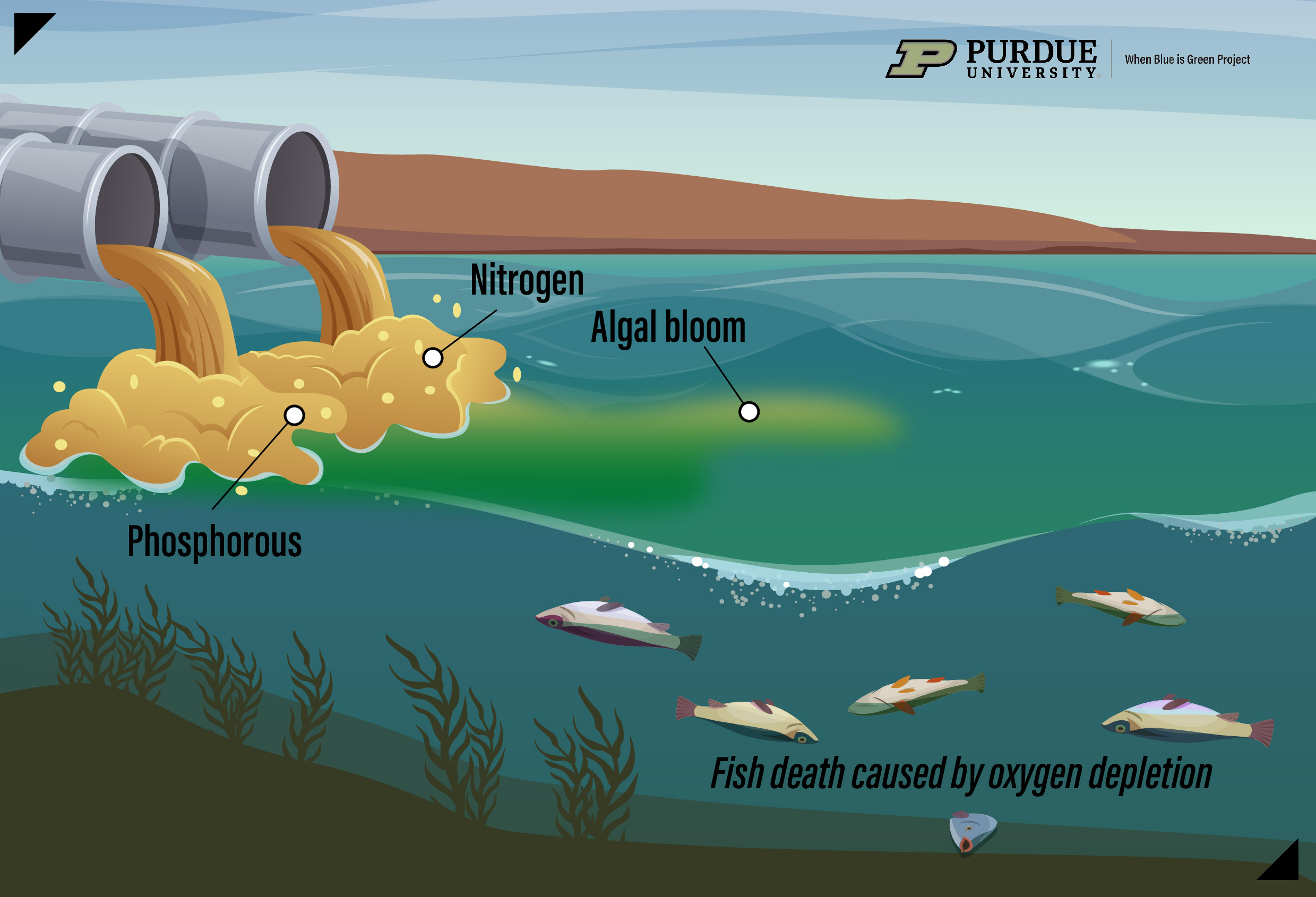 Eutrophication Infographic