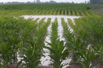 A corn field semi submerged in water