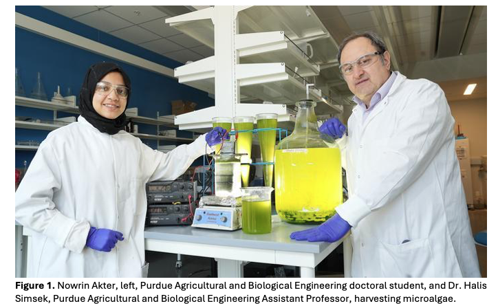 two people performing experiments on harvested algae