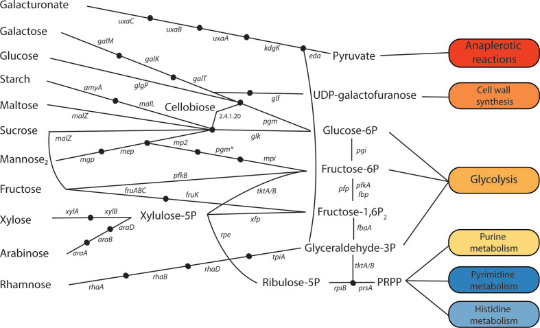 roseburiagenomics-hillman-microgenom-20201.png