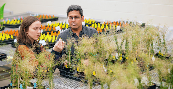 Kranthi Varala and student examines plants