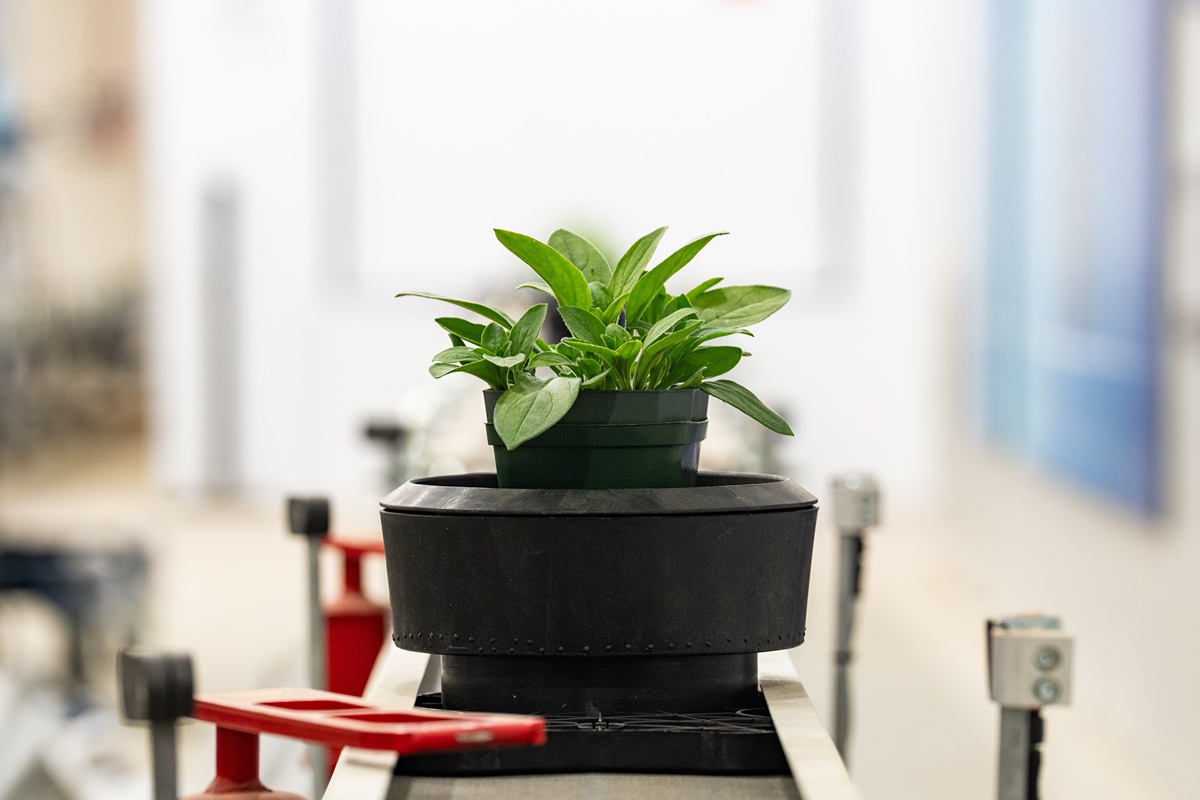 Petunia plant moves along the conveyor system at the Ag Alumni Seed Phenotyping Facility.