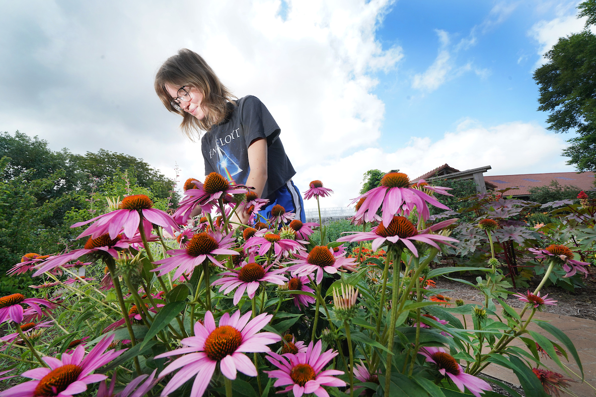 Student working in a garden filled with purple coneflower.