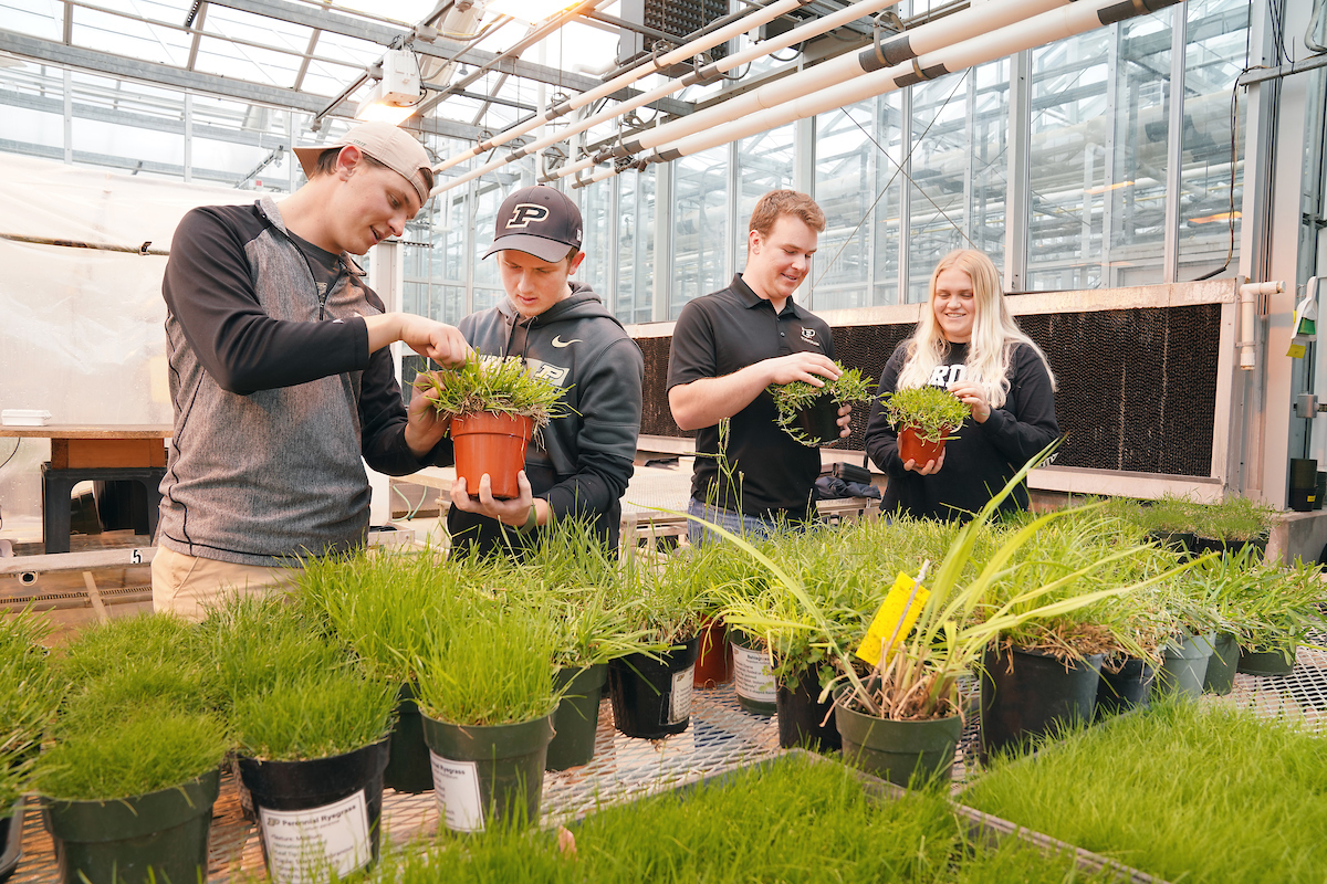 Turf Science students observing grass specimens in a greenhouse.
