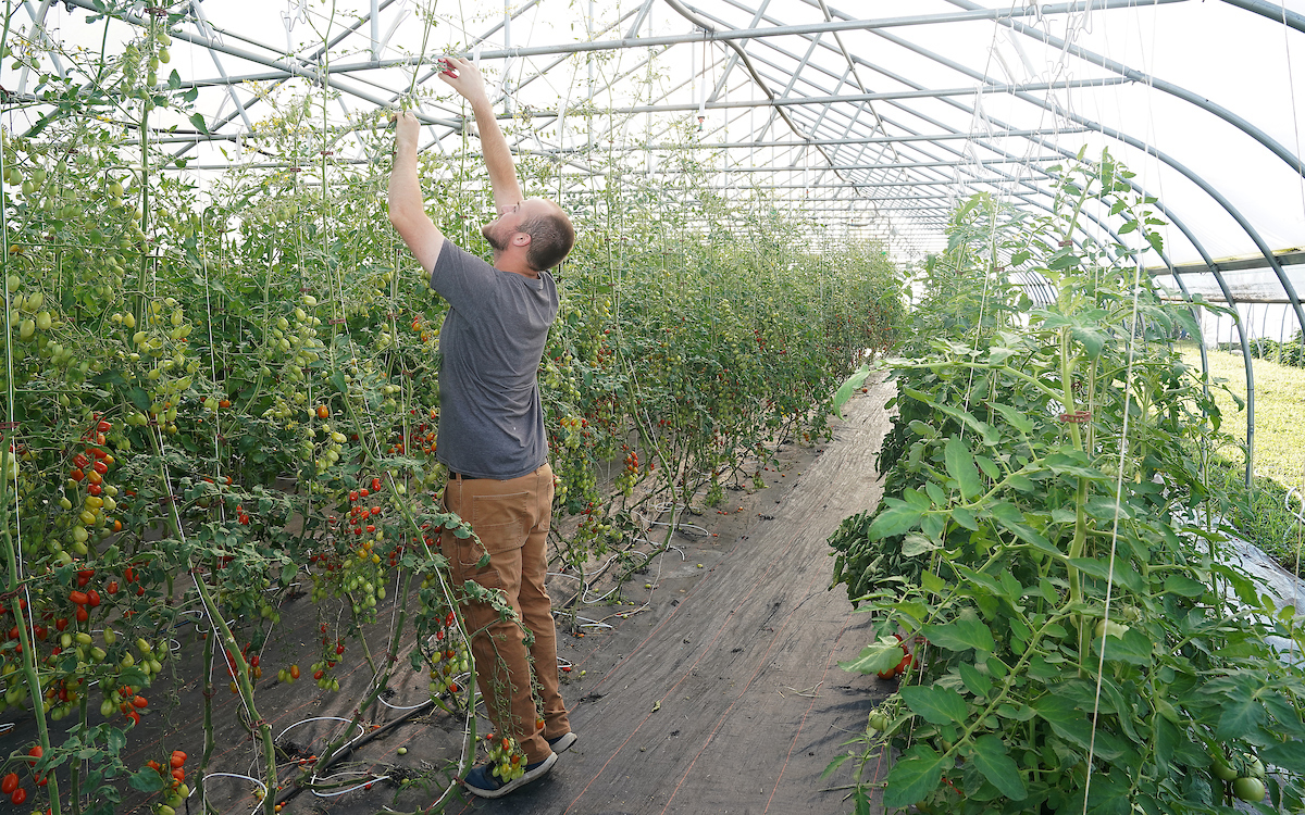 Student picking tomatoes inside a hoop house.