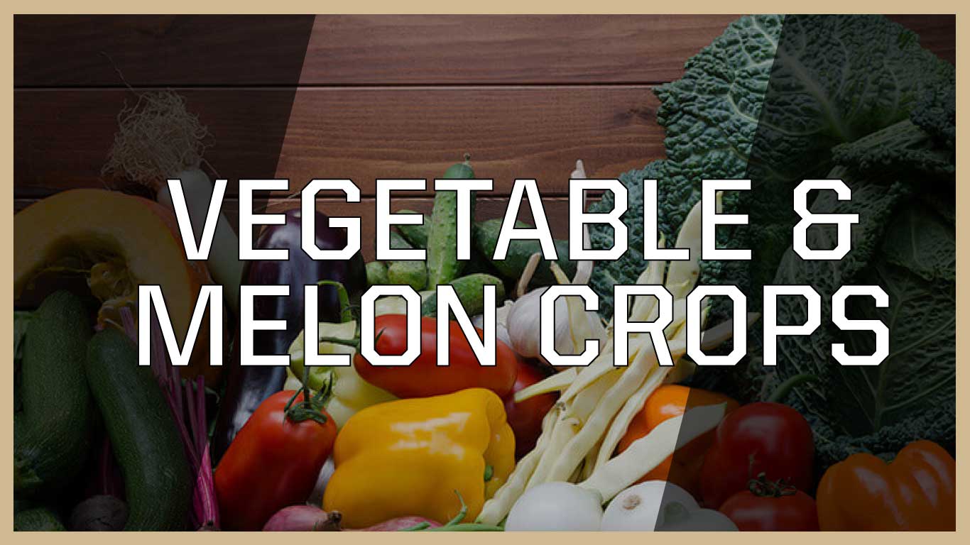 Vegetable & Melon Crops