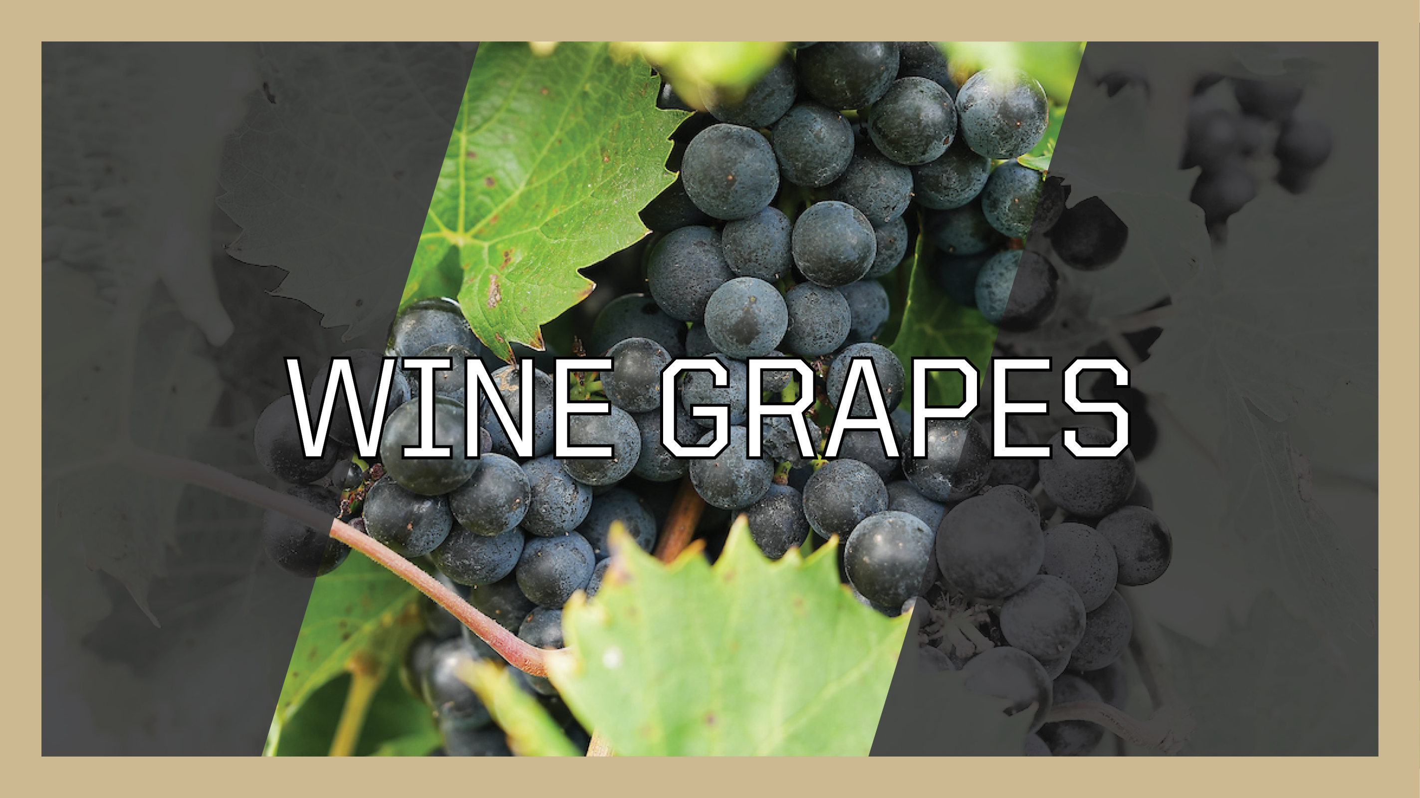 buttons_wine-grapes.jpg