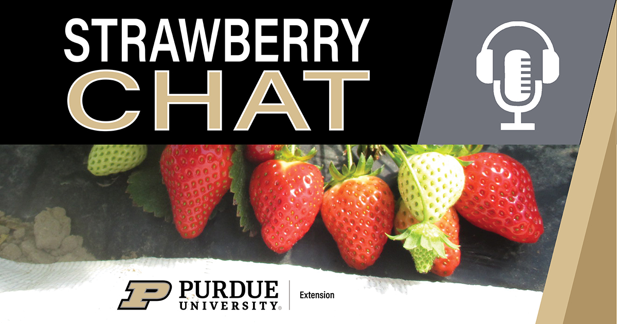 strawberry-chat-podcast-1200x630.jpg