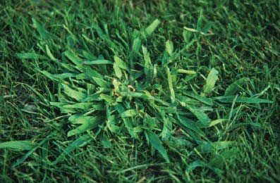 mature crabgrass