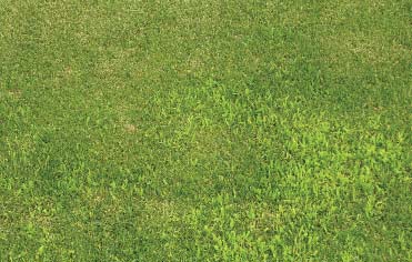high crabgrass population