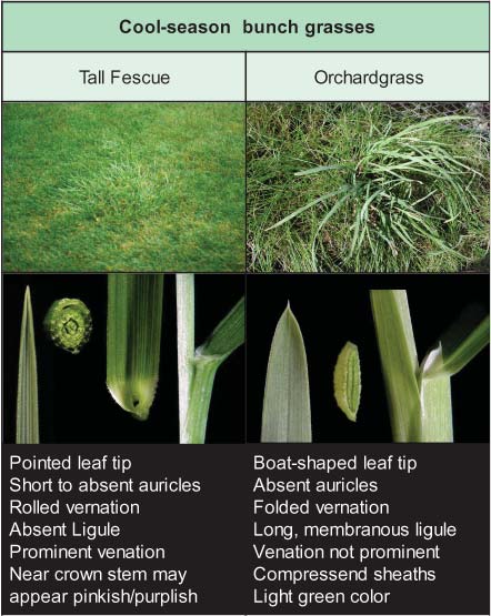 Comparison of cool-season bunch grasses showing tall fescue and orchardgrass with turf patches and close-up leaf features highlighting tips, auricles, and ligules.