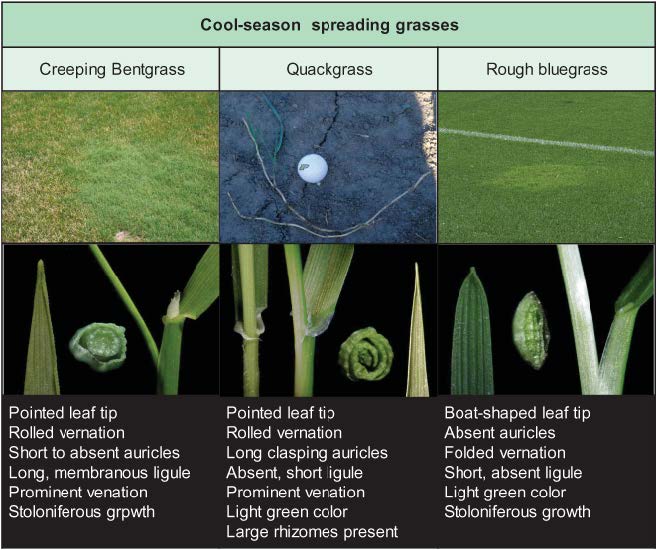 Comparison chart of cool-season spreading grasses—creeping bentgrass, quackgrass, and rough bluegrass—with turf images and close-up leaf features such as tips, venation, and auricles.