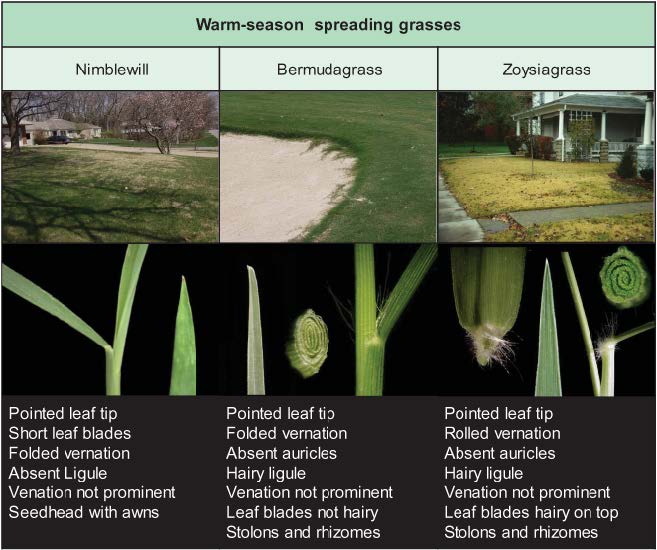Comparison of warm-season spreading grasses—nimblewill, bermudagrass, and zoysiagrass—with lawn photos and close-up leaf features used for identification.
