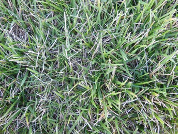 Close-up of sparse, thin turfgrass showing patchy growth and visible soil between blades.