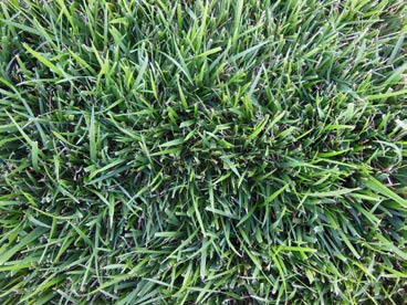 Close-up of dense, healthy turfgrass with thick, uniform green blades.