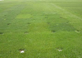 Lawn with uneven turf showing patchy areas and visible divots across the grass surface.