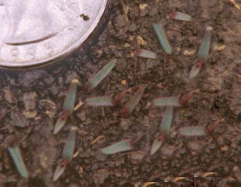 Bermudagrass seedings emerging from soil.