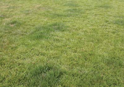 Patchy lawn with uneven green growth and darker green areas indicating urine-affected turf.