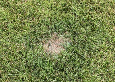 Small circular brown dead spot in turf surrounded by darker green grass, typical of concentrated urine damage
