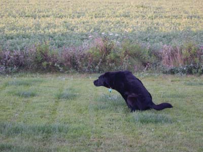 Dog urinating on a lawn