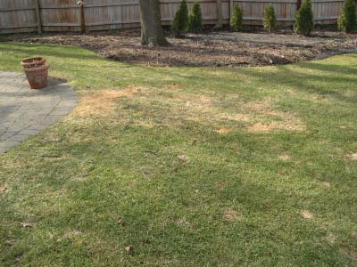 Lawn with multiple irregular brown patches and thinning turf caused by repeated animal urine damage.