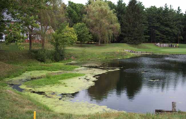Pond with visible algal growth near the shoreline, illustrating nutrient runoff and water quality concerns.
