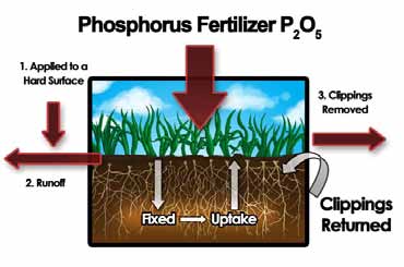 Diagram showing phosphorus fertilizer pathways, including uptake by turf, soil fixation, runoff, and recycling through clippings.