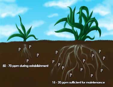 Illustration of turf roots showing higher phosphorus needs during establishment and lower levels required for mature lawns.