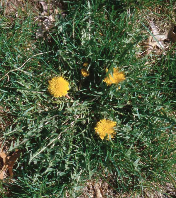 Cluster of yellow dandelion flowers growing in a patchy green lawn, with broadleaf rosettes spreading close to the ground.