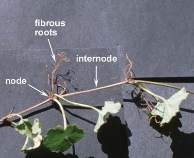 Close-up of a creeping broadleaf weed with labeled plant structures, including node, internode, and fibrous roots along a horizontal stem.