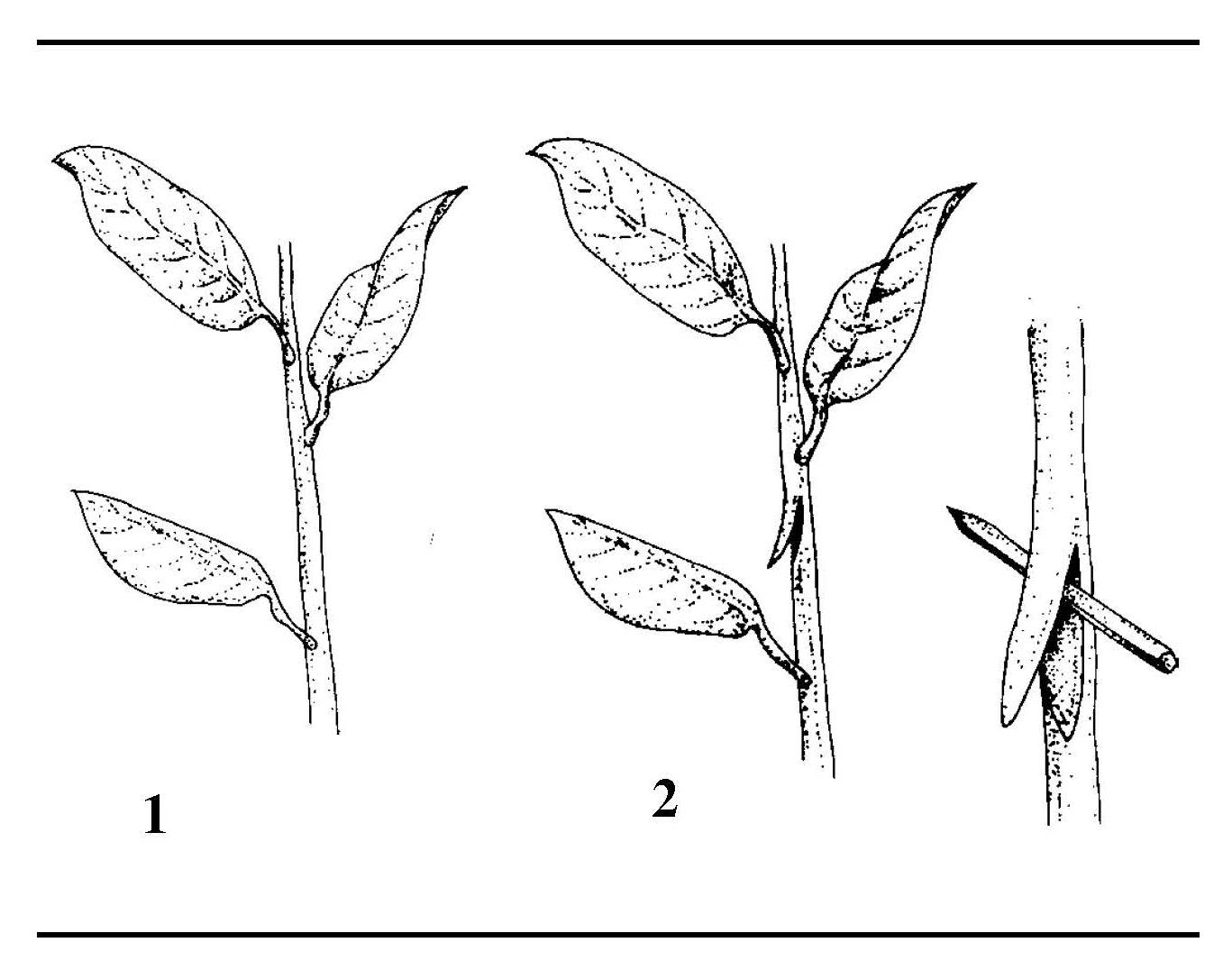 Step-by-step illustration of making an angled cut in a stem near a node for air layering.