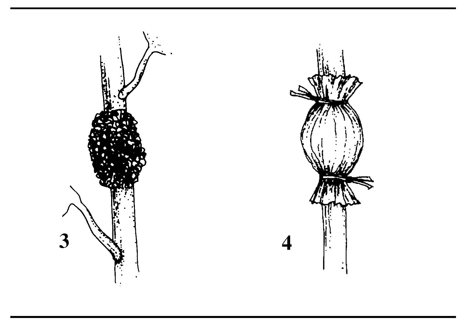 Illustration of wrapping moist moss around a cut stem and securing it with plastic and ties for air layering.