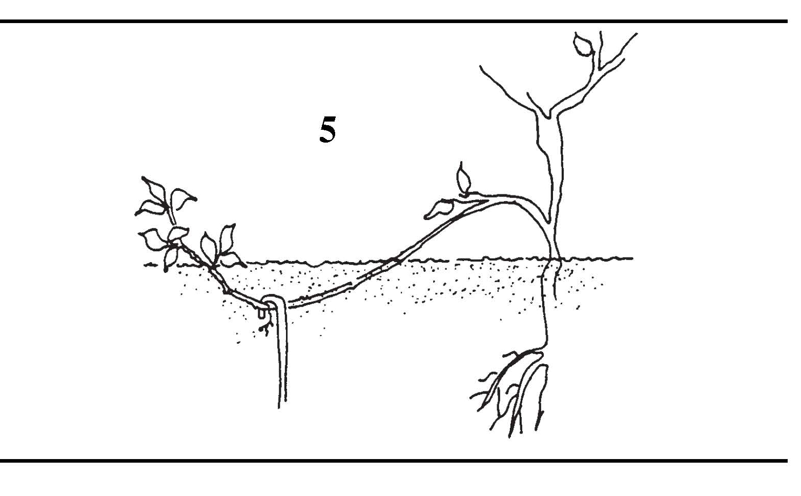 Simple layering method with a branch bent to the ground and partially buried to form roots.