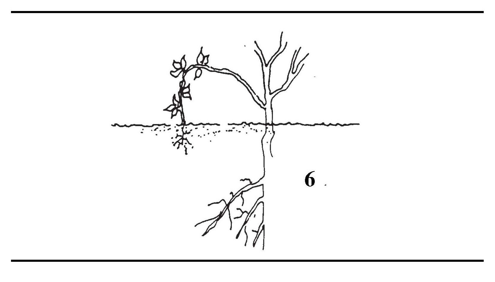 Serpentine layering method with multiple sections of a vine alternately buried and exposed to create several rooted plants.