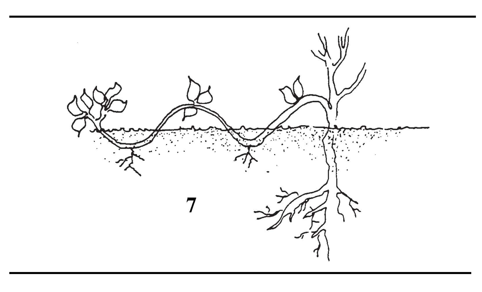 Serpentine layering method with multiple sections of a vine alternately buried and exposed to create several rooted plants.