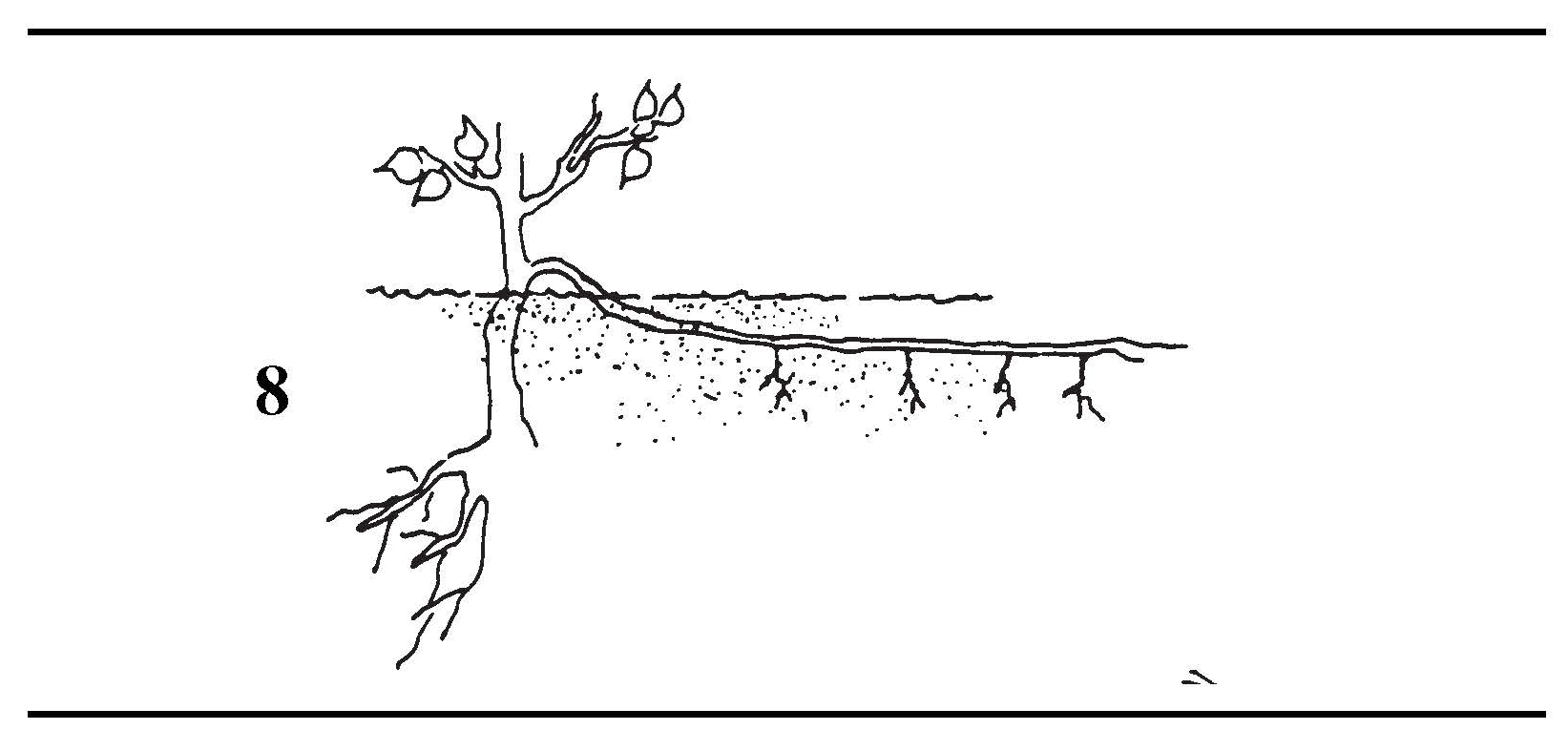 Trench layering method with a horizontal stem buried in soil to produce multiple new shoots and roots.