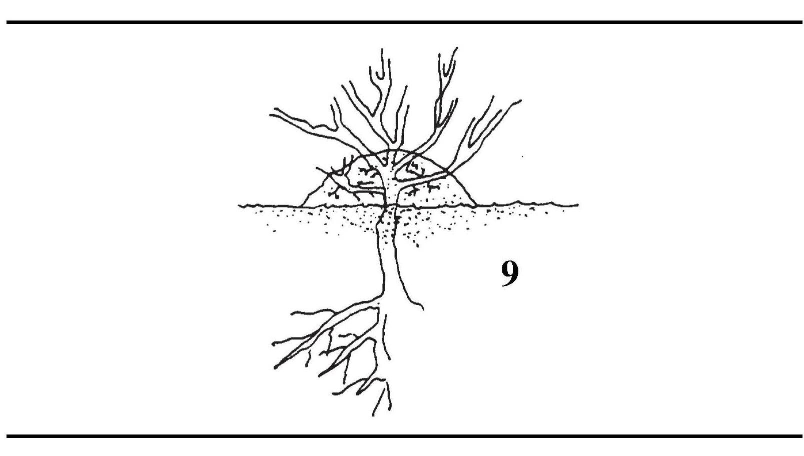Mound layering method showing soil heaped over a plant base to encourage root development on new shoots.
