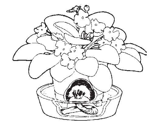 Diagram of wick watering method showing an African violet pot with a wick extending into a water reservoir below.