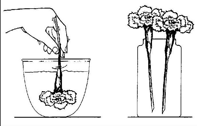 Illustration of flower stems being dipped into liquid in a container, showing color absorption through the stems.