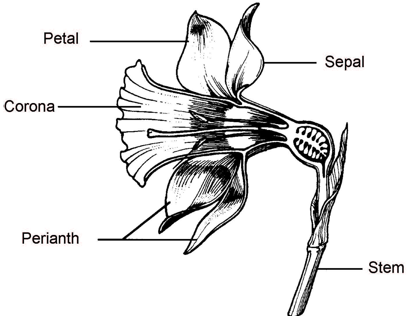 Diagram of a narcissus flower labeled with key parts: petal, sepal, corona, perianth, and stem.