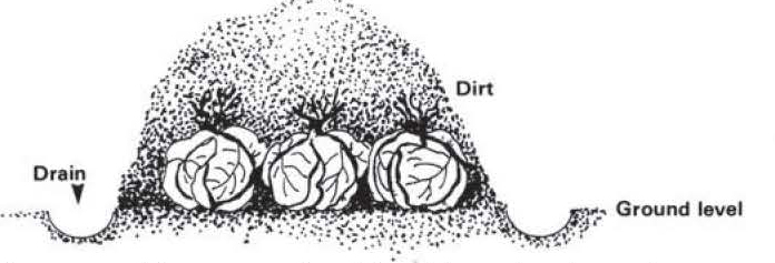 Diagram showing cabbages stored in a shallow trench covered with soil, with drainage areas on each side at ground level.